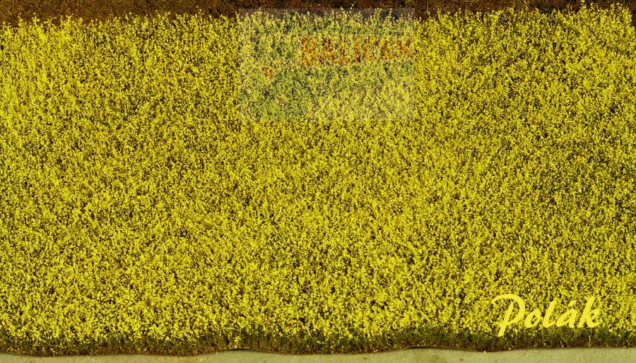 Řepkové pole - kvetoucí, Polák 5861 - velikost 0