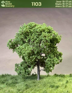 Javor 15-17 cm - AMS-1103