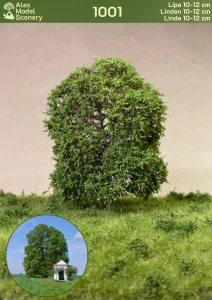 Lípa 10-12 cm - AMS-1001