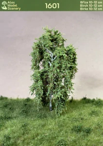 Bříza 10-12 cm - AMS-1601