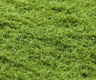 NATUREX mikro - Zelená osiková, Polák 9051