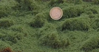 Lesní tráva - dlouhá - Zelená střední - Proschlá tráva - Polák 4954