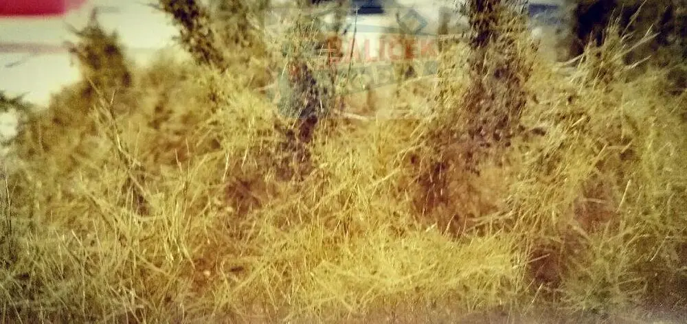 Divoké keře - podzimní křoviny, Polák 5900