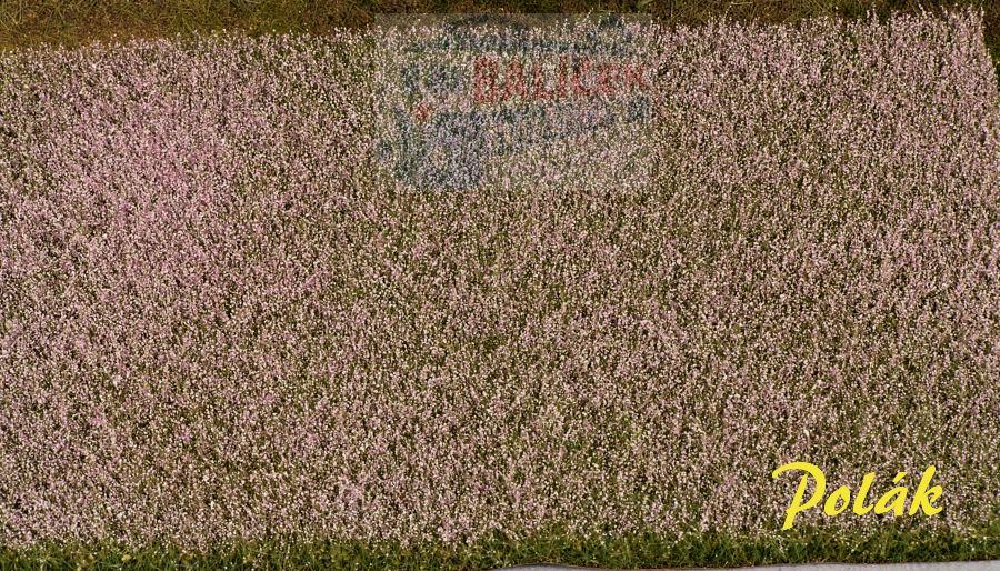 Makové pole - kvetoucí, Polák 5823