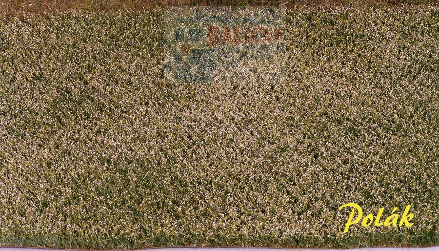 Kvetoucí pole - bílé, Polák 5827