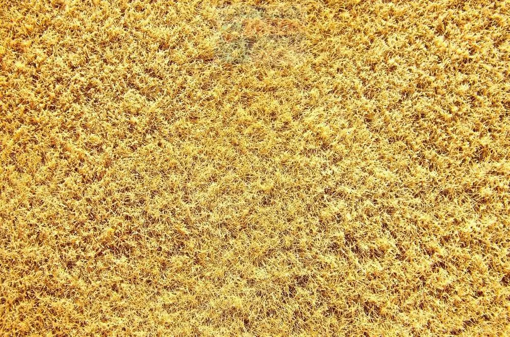 Obilné pole vel. N,TT , Polák 5835