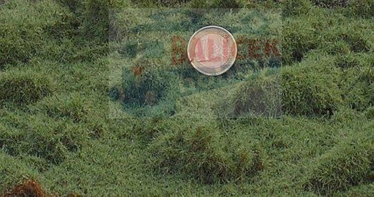 Lesní tráva - dlouhá - Zelená střední - Proschlá tráva - Polák 4954