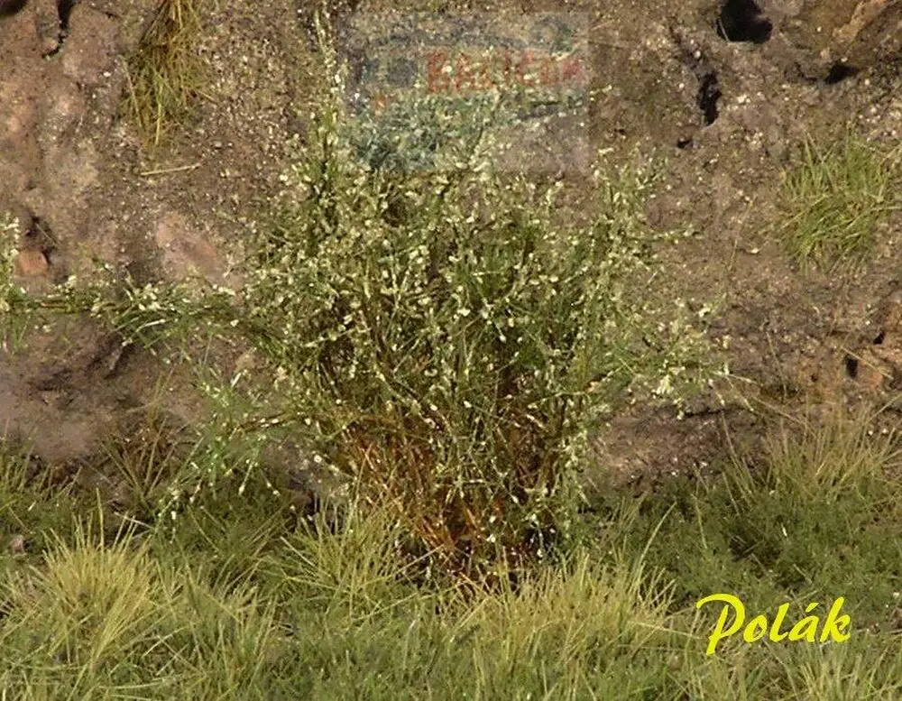 Keře - Vysoké keře - mikro listí - Zelená vrbová, Polák 9252