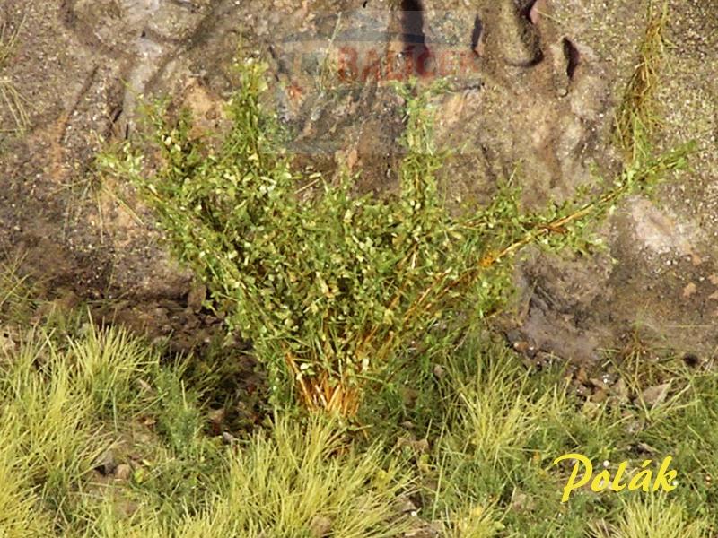 Keře - Vysoké keře - Jemné listí - Zelená střední, Polák 9214