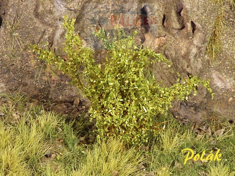 Keře - Vysoké keře - Jemné listí - Zelená osiková, Polák 9261