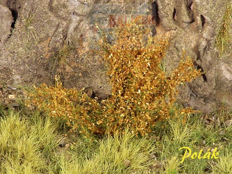 Keře - Vysoké keře - Jemné listí - Oranž tmavá, Polák 9265