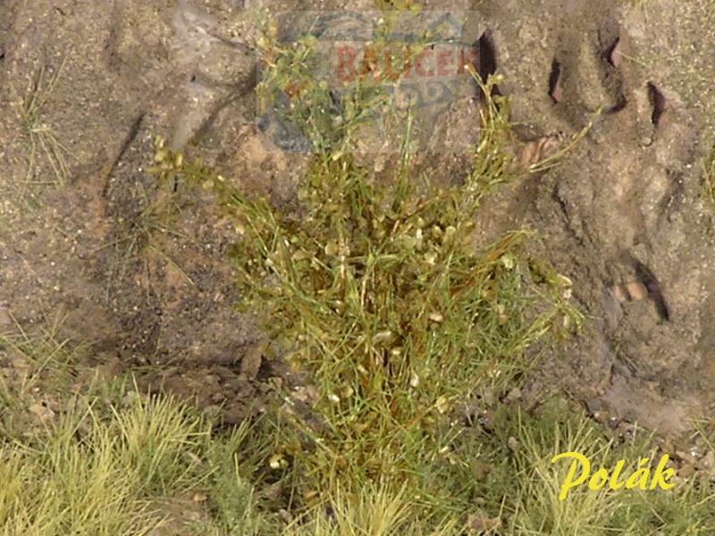 Keře - Vysoké keře - Střední listí - Zelená savana, Polák 9221
