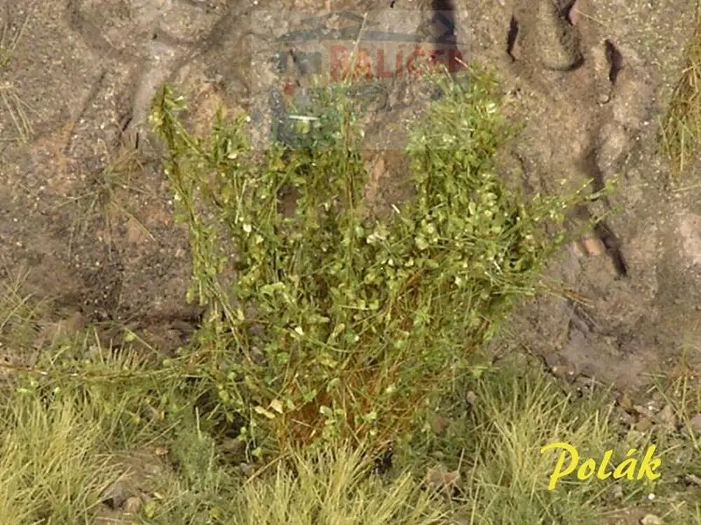 Keře - Vysoké keře - Střední listí - Zelená břízová, Polák 9223