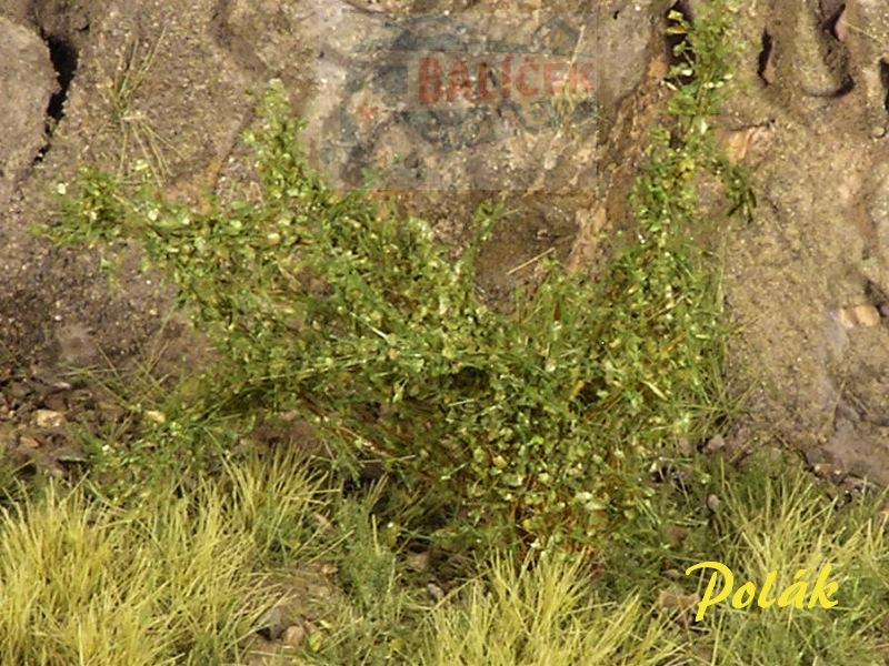 Keře - Vysoké keře - Střední listí - Zelená střední, Polák 9224