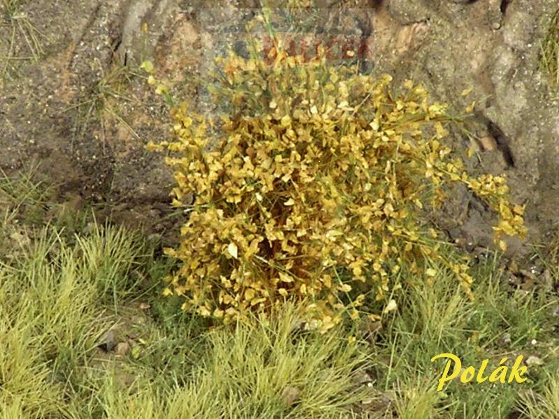 Keře - Vysoké keře - Střední listí - Okr, Polák 9273