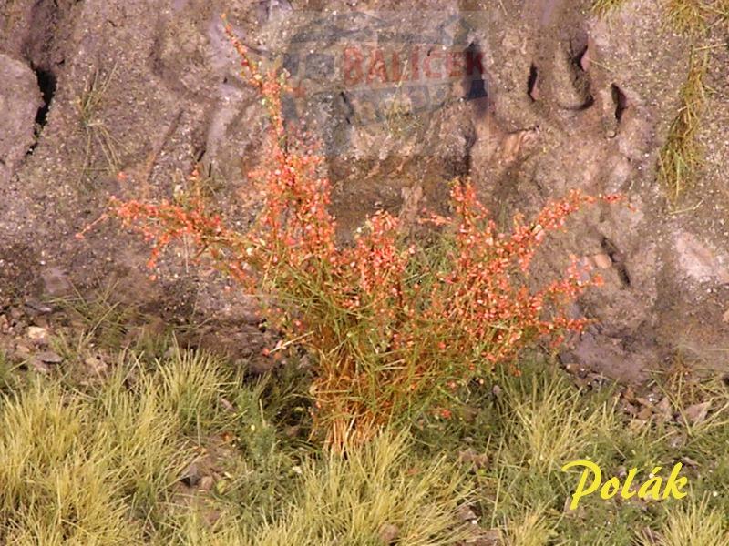 Keře - Kvetoucí keře - červené, Polák 9291