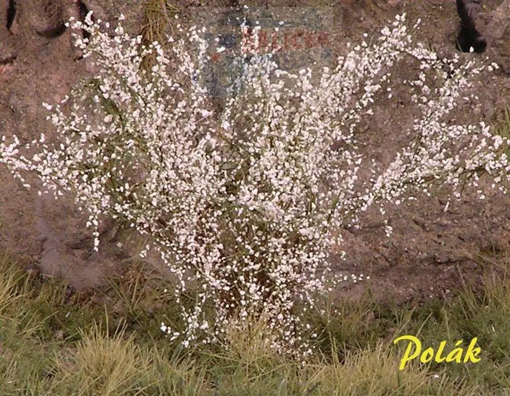 Keře - Kvetoucí keře - bílé, Polák 9292