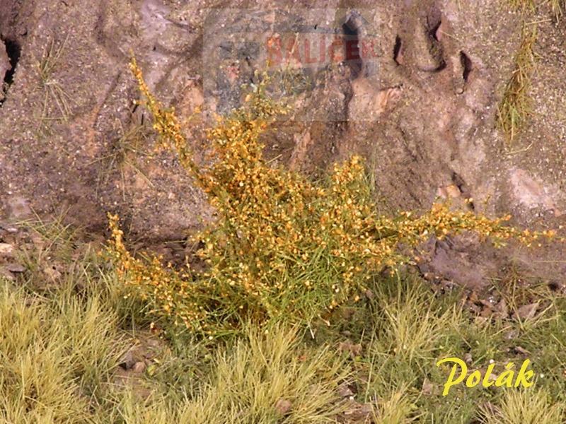 Keře - Kvetoucí keře - oranžové, Polák 9293